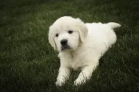 Jasper - AKC, health tested parents, a male English Cream Golden Retriever for sale in Milford, IN – Photo 4 of 8