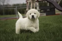 Jasper - AKC, health tested parents, a male English Cream Golden Retriever for sale in Milford, IN – Photo 5 of 8