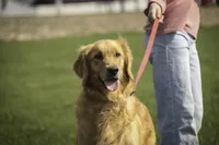 Jasper - AKC, health tested parents, a male English Cream Golden Retriever for sale in Milford, IN – Photo 8 of 8