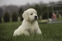 Jasper - AKC, health tested parents, a male English Cream Golden Retriever for sale in Milford, IN – Photo 3 of 8