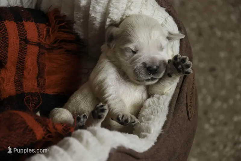 Jasper - AKC, health tested parents, a male Golden Retriever for sale in Milford, IN – Photo 1 of 9