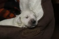 Jasper - AKC, health tested parents, a male Golden Retriever for sale in Milford, IN – Photo 3 of 9