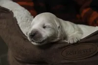 Jasper - AKC, health tested parents, a male Golden Retriever for sale in Milford, IN – Photo 2 of 9
