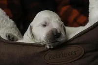 Jasper - AKC, health tested parents, a male Golden Retriever for sale in Milford, IN – Photo 6 of 9