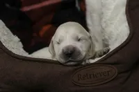 Jasper - AKC, health tested parents, a male Golden Retriever for sale in Milford, IN – Photo 4 of 9