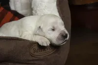 Jasper - AKC, health tested parents, a male Golden Retriever for sale in Milford, IN – Photo 7 of 9