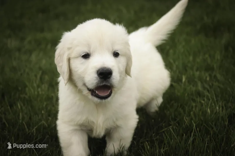 Jasper - AKC, health tested parents – English Cream Golden Retriever puppy for sale in Milford, IN