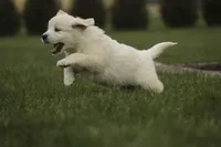 Jasper - AKC, health tested parents, a male English Cream Golden Retriever for sale in Milford, IN – Photo 2 of 8
