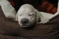Jasper - AKC, health tested parents, a male Golden Retriever for sale in Milford, IN – Photo 5 of 9