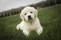 Jasper - AKC, health tested parents, a male English Cream Golden Retriever for sale in Milford, IN – Photo 6 of 8