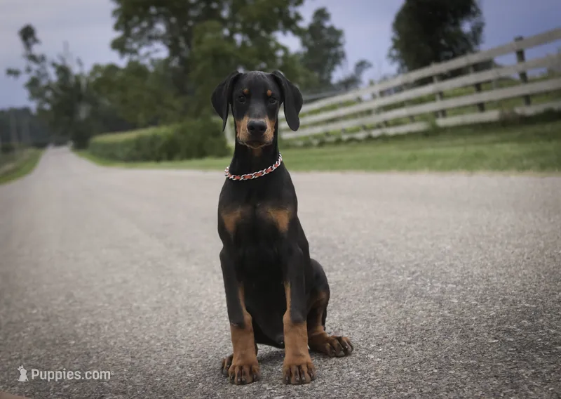 Griffin - AKC, health tested lines – Doberman Pinscher puppy for sale in Milford, IN
