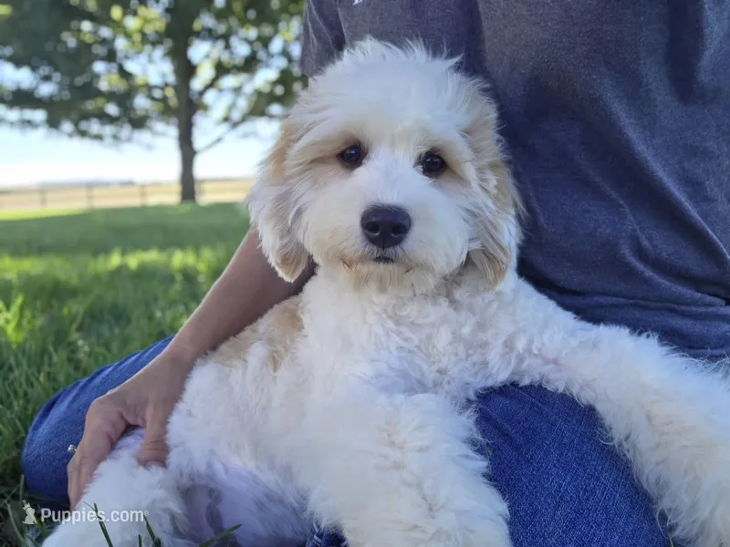 Remy - Munchkin Bernedoodle – Cavalier King Charles Spaniel, Miniature Bernedoodle puppy for sale in Milford, IN