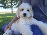 Remy - Munchkin Bernedoodle, a male Cavalier King Charles Spaniel and Miniature Bernedoodle for sale in Milford, IN – 1 of 9