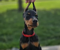 Delphine - AKC, Health tested lines, a female Doberman Pinscher for sale in Milford, IN – 2 of 10