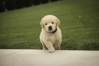 Bennet - AKC, health tested parents, a male Golden Retriever for sale in Milford, IN – 3 of 9