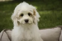 Gnome - Munchkin Bernedoodle, a male Cavalier King Charles Spaniel and Miniature Bernedoodle for sale in Milford, IN – 4 of 7