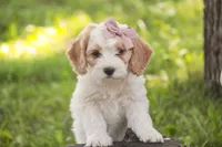 Fairy - Munchkin Bernedoodle, a female Cavalier King Charles Spaniel and Miniature Bernedoodle for sale in Milford, IN – 6 of 8