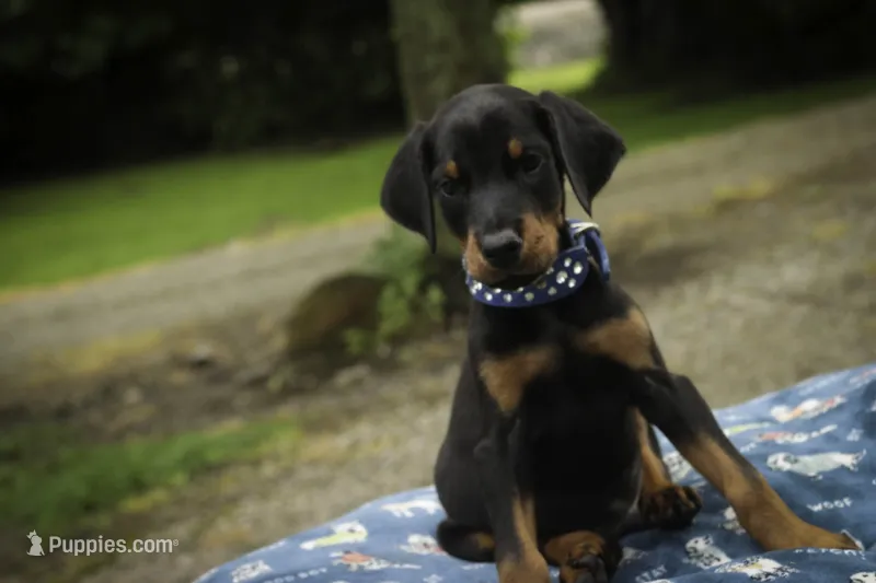 Malcolm - AKC, Health tested lines – Doberman Pinscher puppy for sale in Milford, IN