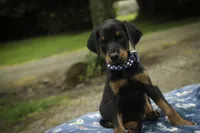 Malcolm - AKC, Health tested lines, a male Doberman Pinscher for sale in Milford, IN – 1 of 8
