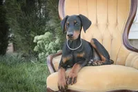 Malcolm - AKC, Health tested lines, a male Doberman Pinscher for sale in Milford, IN – 3 of 8