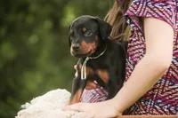 Reverie - AKC, Health tested lines, a female Doberman Pinscher for sale in Milford, IN – 3 of 7