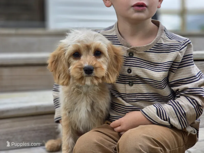 Buttons - Munchkin Bernedoodle – Cavalier King Charles Spaniel, Miniature Bernedoodle puppy for sale in Milford, IN