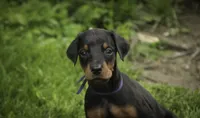 Elowen - AKC, health tested lines, a female Doberman Pinscher for sale in Milford, IN – 5 of 8