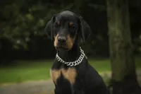 Isadora - AKC, health tested parents, a female Doberman Pinscher for sale in Milford, IN – 8 of 10