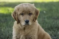 Bruce - AKC, a male Golden Retriever for sale in Milford, IN – Photo 1 of 6