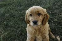 Bruce - AKC, a male Golden Retriever for sale in Milford, IN – Photo 5 of 6