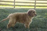 Bruce - AKC, a male Golden Retriever for sale in Milford, IN – Photo 4 of 6