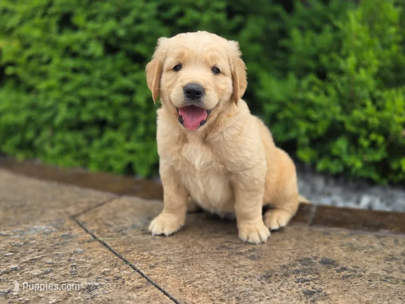 Bingley - AKC, health tested parents – Golden Retriever puppy for sale in Milford, IN