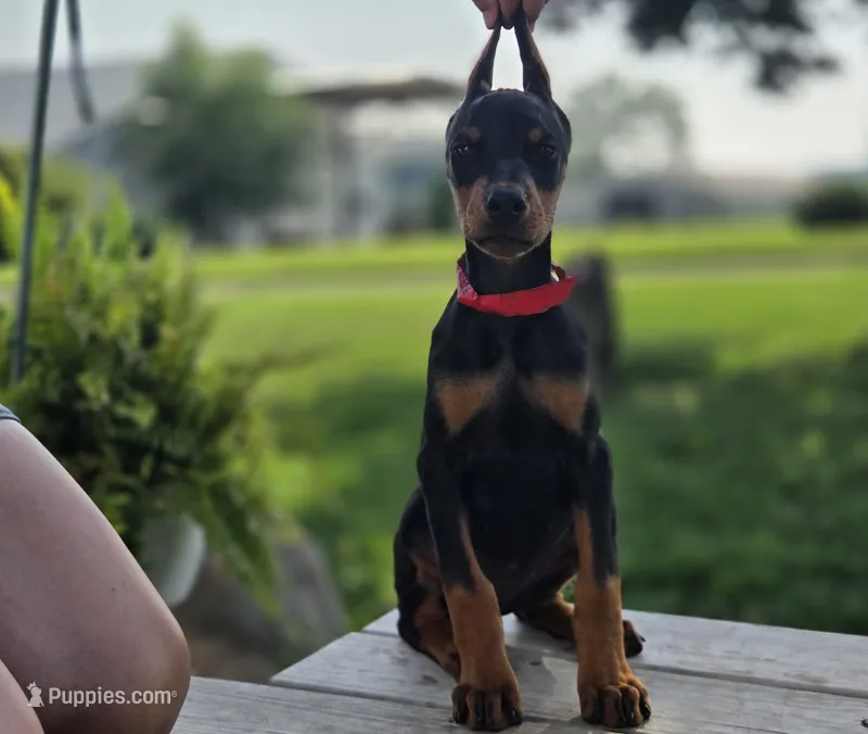 Delphine - AKC, Health tested lines – Doberman Pinscher puppy for sale in Milford, IN