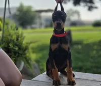 Delphine - AKC, Health tested lines, a female Doberman Pinscher for sale in Milford, IN – 1 of 10