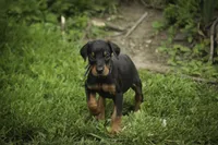 Elowen - AKC, health tested lines, a female Doberman Pinscher for sale in Milford, IN – 3 of 8