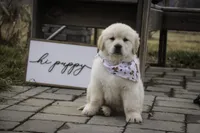 Rizzo - health tested, AKC , a female Golden Retriever for sale in Milford, IN – Photo 3 of 4