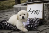 Rizzo - health tested, AKC , a female Golden Retriever for sale in Milford, IN – Photo 4 of 4