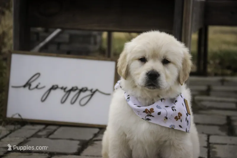 Rizzo - health tested, AKC , a female Golden Retriever for sale in Milford, IN – Photo 1 of 4