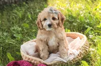 Pixie, a female Cavalier King Charles Spaniel and Miniature Bernedoodle for sale in Milford, IN – 4 of 8