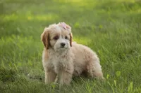 Tinkerbell, a female Cavalier King Charles Spaniel and Miniature Bernedoodle for sale in Milford, IN – 6 of 7