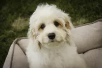 Gnome - Munchkin Bernedoodle, a male Cavalier King Charles Spaniel and Miniature Bernedoodle for sale in Milford, IN – 6 of 7