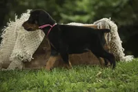Delphine - AKC, Health tested lines, a female Doberman Pinscher for sale in Milford, IN – 7 of 10