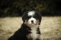Pandora, a female Bernedoodle for sale in Milford, IN – Photo 2 of 10