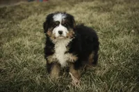 Pandora, a female Bernedoodle for sale in Milford, IN – Photo 8 of 10