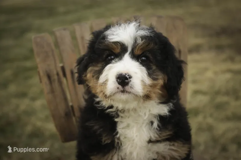 Pandora, a female Bernedoodle for sale in Milford, IN – Photo 1 of 10