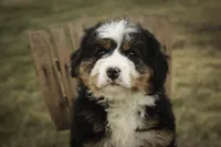 Pandora, a female Bernedoodle for sale in Milford, IN – Photo 1 of 10