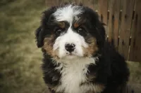 Pandora, a female Bernedoodle for sale in Milford, IN – Photo 4 of 10