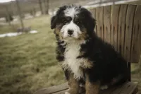 Pandora, a female Bernedoodle for sale in Milford, IN – Photo 3 of 10