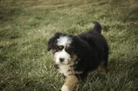 Pandora, a female Bernedoodle for sale in Milford, IN – Photo 9 of 10