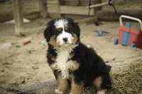 Pandora, a female Bernedoodle for sale in Milford, IN – Photo 5 of 10